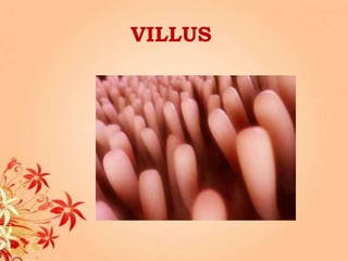 VILLUS