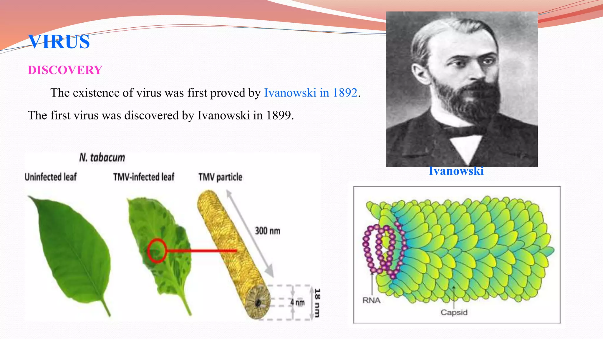 how was the tobacco mosaic virus discovered first This Day in Science History: discovery of viruses – “the filterable agents”(12/2/1892) - Chemistry | Weizmann Wonder Wander Tobacco Mosaic Virus (TMV) Home of Innovation - Research