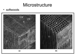 Structure of Wood Structure of Wood Structure of Wood | PPT