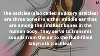 The ossicles (also called auditory ossicles)
are three bones in either middle ear that
are among the smallest bones in the
human body. They serve to transmit
sounds from the air to the fluid-filled
labyrinth (cochlea).
 