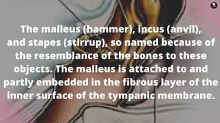 The malleus (hammer), incus (anvil),
and stapes (stirrup), so named because of
the resemblance of the bones to these
objects. The malleus is attached to and
partly embedded in the fibrous layer of the
inner surface of the tympanic membrane.
 