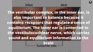 The vestibular complex, in the inner ear, is
also important to balance because it
contains receptors that regulate a sense of
equilibrium. The inner ear is connected to
the vestibulocochlear nerve, which carries
sound and equilibrium information to the
brain
 