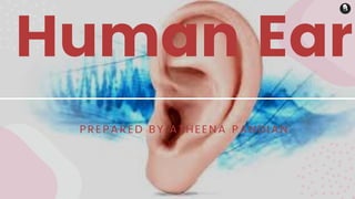 Human Ear
PREPARED BY ATHEENA PANDIAN
 