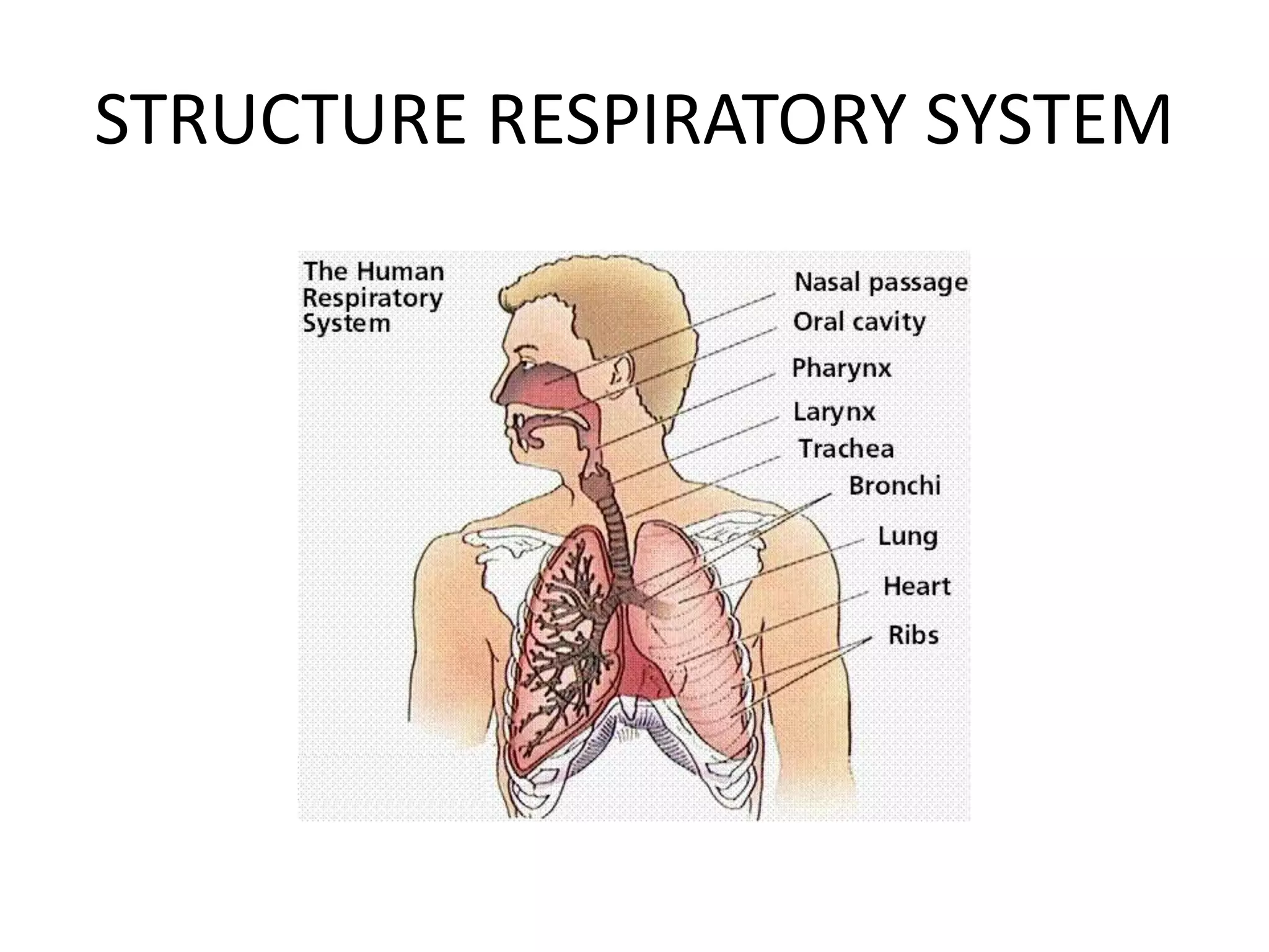Structure respiratory system | PPTX