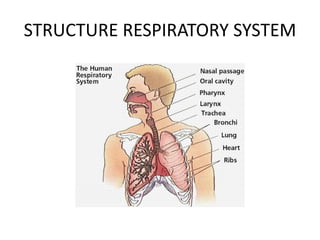 STRUCTURE RESPIRATORY SYSTEM 
 