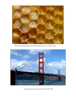 http://commons.wikimedia.org/wiki/File:Bienenwabe_mit_Eiern_und_Brut_5.jpg
http://media.web.britannica.com/eb-media/51/33051-004-
 