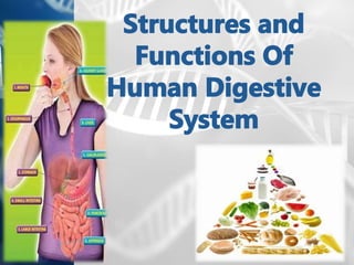 Structures and functions of human digestive system