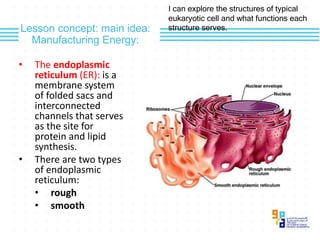 structures and organelles lesson 4.2.pptx
