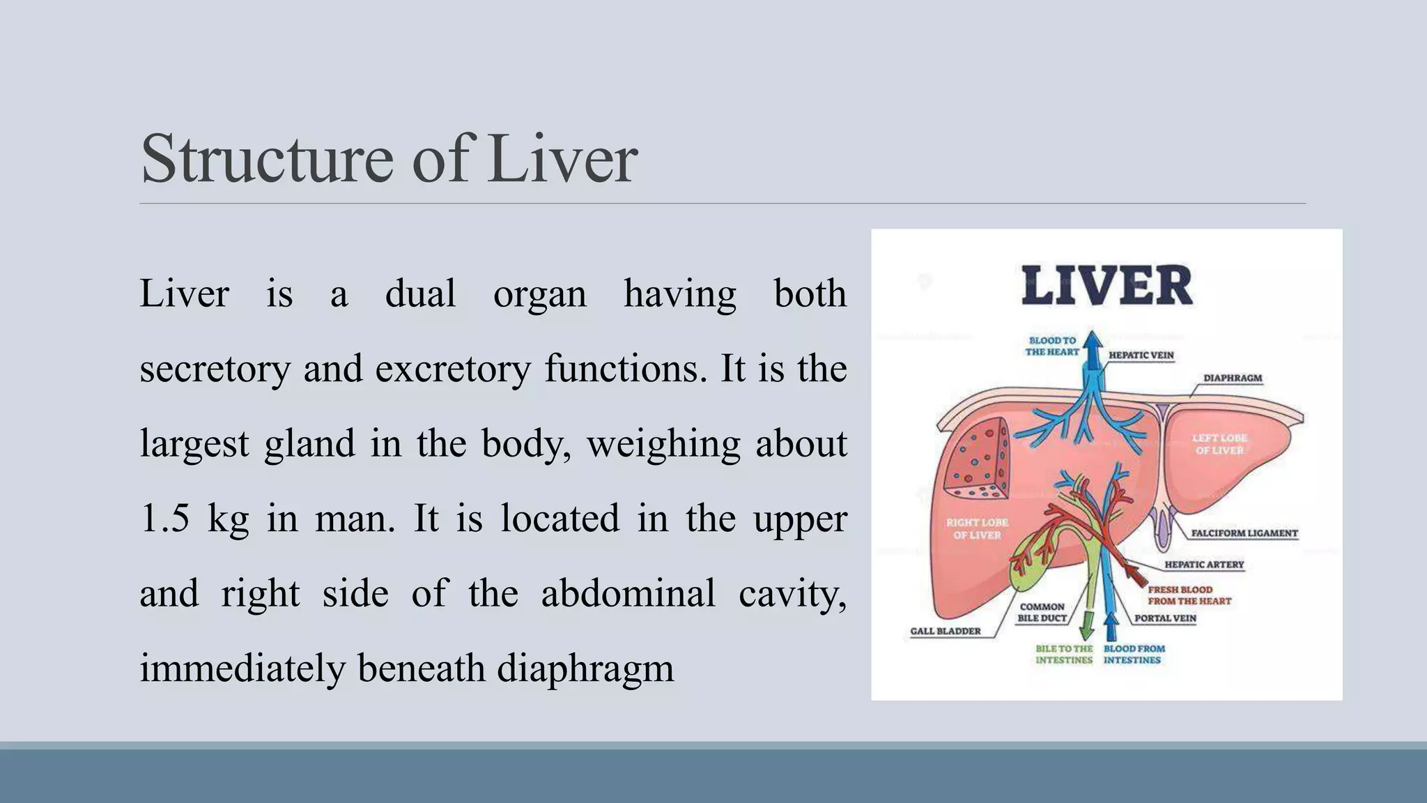 Structure, Secretions and Function of Liver.pptx