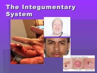 The IntegumentaryThe Integumentary
SystemSystem
 