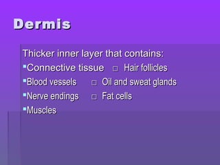 DermisDermis
Thicker inner layer that contains:Thicker inner layer that contains:
Connective tissueConnective tissue □□ Hair folliclesHair follicles
Blood vesselsBlood vessels □□ Oil and sweat glandsOil and sweat glands
Nerve endingsNerve endings □□ Fat cellsFat cells
MusclesMuscles
 