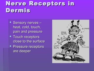 Nerve Receptors inNerve Receptors in
DermisDermis
 Sensory nerves –Sensory nerves –
heat, cold, touch,heat, cold, touch,
pain and pressurepain and pressure
 Touch receptorsTouch receptors
close to the surfaceclose to the surface
 Pressure receptorsPressure receptors
are deeperare deeper
 
