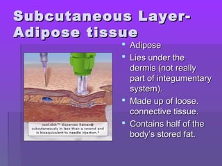 Subcutaneous Layer-Subcutaneous Layer-
Adipose tissueAdipose tissue
 AdiposeAdipose
 Lies under theLies under the
dermis (not reallydermis (not really
part of integumentarypart of integumentary
system).system).
 Made up of loose.Made up of loose.
connective tissue.connective tissue.
 Contains half of theContains half of the
body’s stored fat.body’s stored fat.
 
