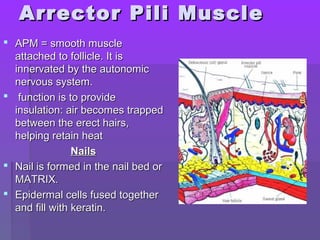 Arrector Pili MuscleArrector Pili Muscle
 APM = smooth muscleAPM = smooth muscle
attached to follicle. It isattached to follicle. It is
innervated by the autonomicinnervated by the autonomic
nervous system.nervous system.
 function is to providefunction is to provide
insulation: air becomes trappedinsulation: air becomes trapped
between the erect hairs,between the erect hairs,
helping retain heathelping retain heat
NailsNails
 Nail is formed in the nail bed orNail is formed in the nail bed or
MATRIX.MATRIX.
 Epidermal cells fused togetherEpidermal cells fused together
and fill with keratin.and fill with keratin.
 