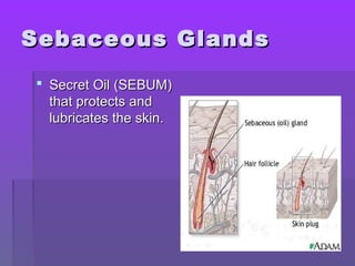 Sebaceous GlandsSebaceous Glands
 Secret Oil (SEBUM)Secret Oil (SEBUM)
that protects andthat protects and
lubricates the skin.lubricates the skin.
 