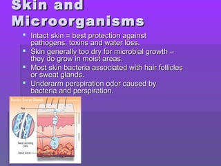 Skin andSkin and
MicroorganismsMicroorganisms
 Intact skin = best protection againstIntact skin = best protection against
pathogens, toxins and water loss.pathogens, toxins and water loss.
 Skin generally too dry for microbial growth –Skin generally too dry for microbial growth –
they do grow in moist areas.they do grow in moist areas.
 Most skin bacteria associated with hair folliclesMost skin bacteria associated with hair follicles
or sweat glands.or sweat glands.
 Underarm perspiration odor caused byUnderarm perspiration odor caused by
bacteria and perspiration.bacteria and perspiration.
 