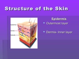 Structure of the SkinStructure of the Skin
EpidermisEpidermis
 Outermost layerOutermost layer
 Dermis- Inner layerDermis- Inner layer
 