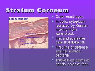 Stratum CorneumStratum Corneum
 Outer most layer.Outer most layer.
 In cells, cytoplasmIn cells, cytoplasm
replaced by Keratin-replaced by Keratin-
making themmaking them
waterproof.waterproof.
 Flat and scale-likeFlat and scale-like
cells that flake off.cells that flake off.
 First line of defenseFirst line of defense
against surfaceagainst surface
bacteria.bacteria.
 Thickest on palms ofThickest on palms of
hands, soles of feet.hands, soles of feet.
 