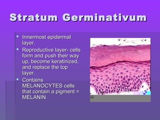 Stratum GerminativumStratum Germinativum
 Innermost epidermalInnermost epidermal
layer.layer.
 Reproductive layer- cellsReproductive layer- cells
form and push their wayform and push their way
up, become keratinized,up, become keratinized,
and replace the topand replace the top
layer.layer.
 ContainsContains
MELANOCYTES cellsMELANOCYTES cells
that contain a pigment =that contain a pigment =
MELANINMELANIN
 