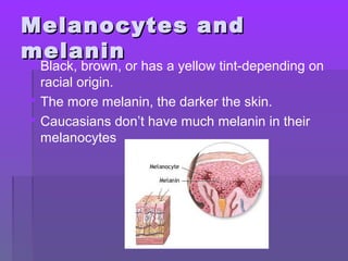 Melanocytes andMelanocytes and
melaninmelanin
 Black, brown, or has a yellow tint-depending on
racial origin.
 The more melanin, the darker the skin.
 Caucasians don’t have much melanin in their
melanocytes
 