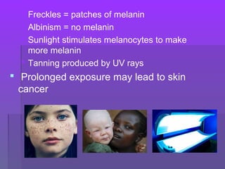  Freckles = patches of melanin
 Albinism = no melanin
 Sunlight stimulates melanocytes to make
more melanin
 Tanning produced by UV rays
 Prolonged exposure may lead to skin
cancer
 