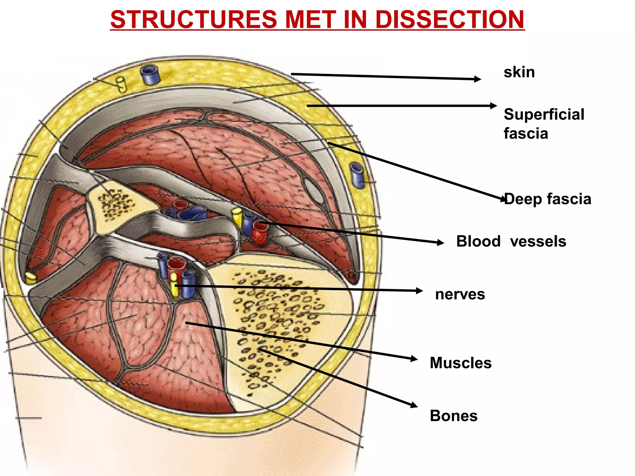 Deep Front Line Dissection Structures met in dissection | PPT