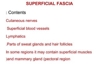 SUPERFICIAL FASCIA
Contents:
Cutaneous nerves
Superficial blood vessels
Lymphatics
Parts of sweat glands and hair follicles.
In some regions it may contain superficial muscles
and mammary gland (pectoral region(
 