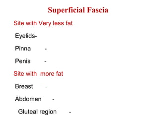 Superficial Fascia
Site with Very less fat
-Eyelids
-Pinna
-Penis
Site with more fat
-Breast
-Abdomen
-Gluteal region
 