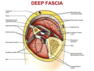 DEEP FASCIA
 