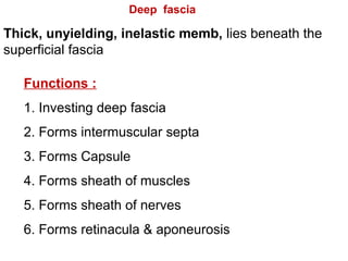 Thick, unyielding, inelastic memb, lies beneath the
superficial fascia
Deep fascia
Functions :
1. Investing deep fascia
2. Forms intermuscular septa
3. Forms Capsule
4. Forms sheath of muscles
5. Forms sheath of nerves
6. Forms retinacula & aponeurosis
 