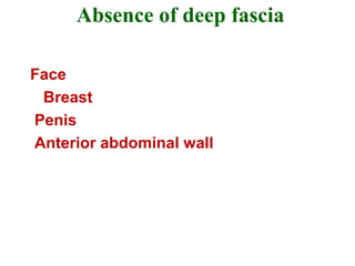Absence of deep fascia
Face
Breast
Penis
Anterior abdominal wall
 