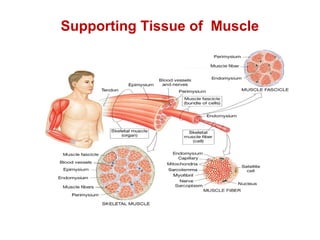 Supporting Tissue of Muscle
 