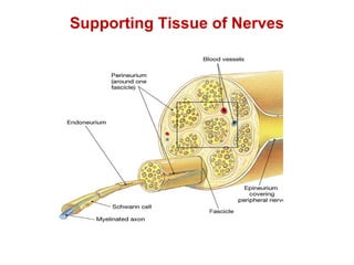 Supporting Tissue of Nerves
 