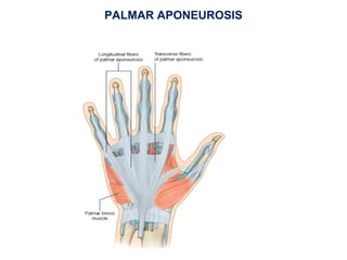 PALMAR APONEUROSIS
 