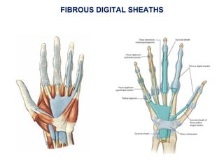 FIBROUS DIGITAL SHEATHS
 