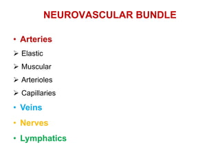 NEUROVASCULAR BUNDLE
 