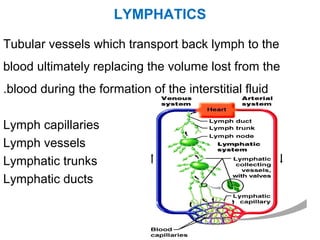 Tubular vessels which transport back lymph to the
blood ultimately replacing the volume lost from the
blood during the formation of the interstitial fluid.
Lymph capillaries
Lymph vessels
Lymphatic trunks
Lymphatic ducts
LYMPHATICS
 