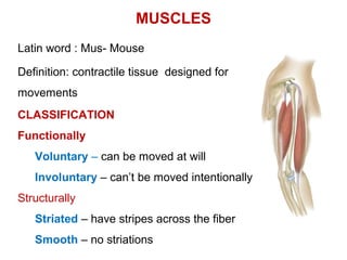 MUSCLES
Latin word : Mus- Mouse
Definition: contractile tissue designed for
movements
CLASSIFICATION
Functionally
Voluntary – can be moved at will
Involuntary – can’t be moved intentionally
Structurally
Striated – have stripes across the fiber
Smooth – no striations
 