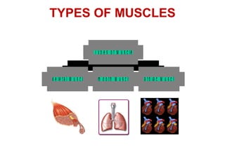 TYPES OF MUSCLES
S k e le ta l M u s c le S m o o th M u s c le C a rd ia c M u s c le
3 T y p e s o f M u s c le s
 