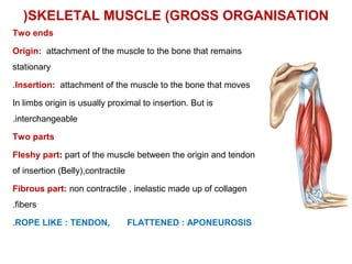 SKELETAL MUSCLE (GROSS ORGANISATION(
Two ends
Origin: attachment of the muscle to the bone that remains
stationary
Insertion: attachment of the muscle to the bone that moves.
In limbs origin is usually proximal to insertion. But is
interchangeable.
Two parts
Fleshy part: part of the muscle between the origin and tendon
of insertion (Belly(,contractile
Fibrous part: non contractile , inelastic made up of collagen
fibers.
ROPE LIKE : TENDON, FLATTENED : APONEUROSIS.
 