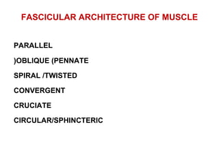FASCICULAR ARCHITECTURE OF MUSCLE
PARALLEL
OBLIQUE (PENNATE(
SPIRAL /TWISTED
CONVERGENT
CRUCIATE
CIRCULAR/SPHINCTERIC
 