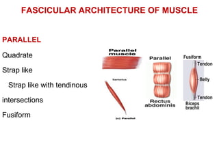 PARALLEL
Quadrate
Strap like
Strap like with tendinous
intersections
Fusiform
FASCICULAR ARCHITECTURE OF MUSCLE
 