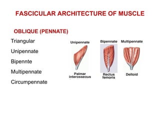 FASCICULAR ARCHITECTURE OF MUSCLE
 