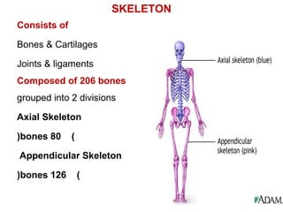 Consists of
Bones & Cartilages
Joints & ligaments
Composed of 206 bones
grouped into 2 divisions
Axial Skeleton
(80bones(
Appendicular Skeleton
(126bones(
SKELETON
 