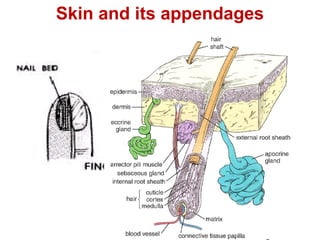 Skin and its appendages
 