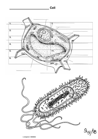________________________ Cell
1. 7.
2. 8.
3. 9.
4. 10.
5. 11.
6. 12.
 
