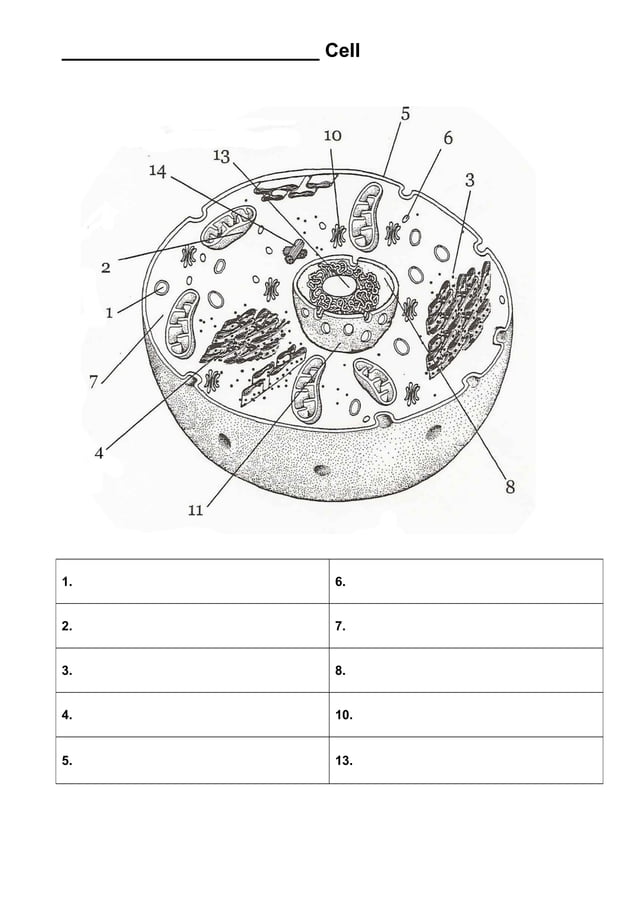 Structures of a cell quiz