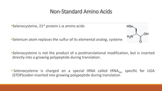 Non-Standard Amino Acids
•Selenocysteine, 21st protein L-α amino acids
•Selenium atom replaces the sulfur of its elemental analog, cysteine
•Selenocysteine is not the product of a posttranslational modification, but is inserted
directly into a growing polypeptide during translation.
• Selenocysteine is charged on a special tRNA called tRNASec specific for UGA
(STOP)codon inserted into growing polypeptide during translation
 