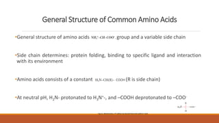 General Structure of Common Amino Acids
•General structure of amino acids , group and a variable side chain
•Side chain determines: protein folding, binding to specific ligand and interaction
with its environment
•Amino acids consists of a constant COOH (R is side chain)
•At neutral pH, H2N- protonated to H3N+-, and –COOH deprotonated to –COO-
Fig.4.2. Biochemistry. 4th edition by Donald Voet and Judith G. Voet
 