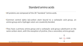 Standard amino acids
•All proteins are composed of the 20 “standard "amino acids.
•Common central alpha (α)-carbon atom bound to a carboxylic acid group, an
amino group and a hydrogen atom are covalently bonded.
•They have a primary amino group and a carboxylic acid group substituent on the
same carbon atom, with the exception of proline, (has a secondary amino group).
Fig.4.1. Biochemistry. 4th edition by Donald Voet and Judith G. Voet
 
